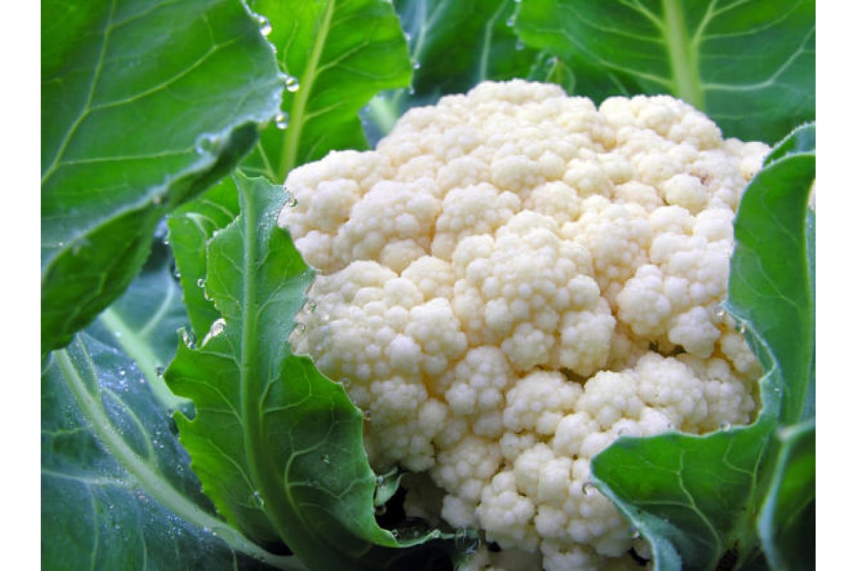 So bereiten Sie Blumenkohlpüree zu: ein 5-Zutaten-Rezept, das es wert ist, in Ihre Ernährung aufgenommen zu werden.