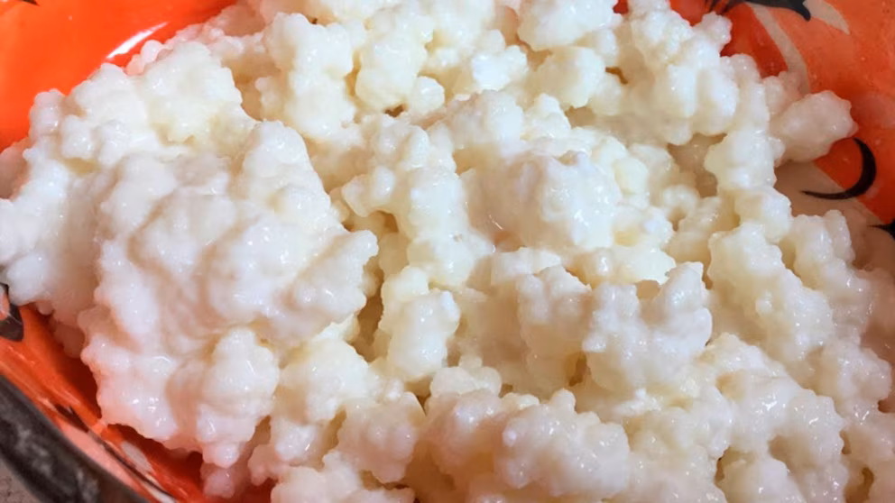 Kann man Milchfermente im Kühlschrank aufbewahren? Hier sind einige Empfehlungen