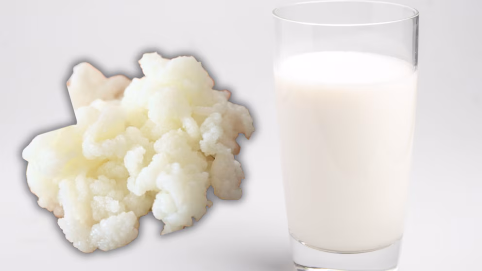 Kann man Milchfermente im Kühlschrank aufbewahren? Hier sind einige Empfehlungen