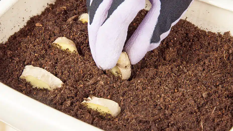 Pflanzen Sie ein Stück in einen Topf. Sie erhalten ein wertvolles Gewürz