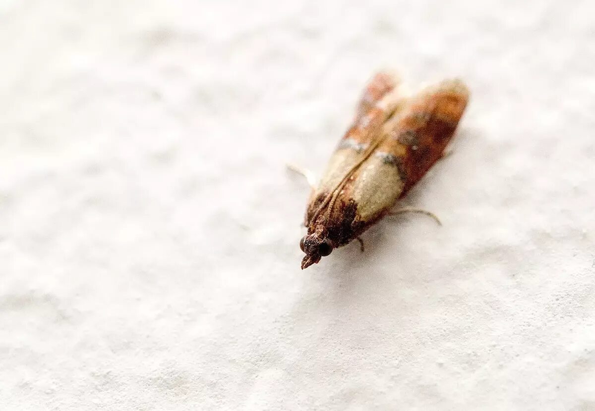 Es genügte, ihn in den Schrank zu legen. Die Motten verschwanden innerhalb weniger Tage aus der Küche.