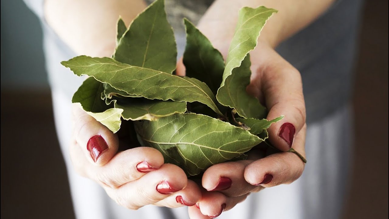 Warum erfahrene Hausfrauen empfehlen, Lorbeerblätter einzufrieren: ein Geheimnis, das auch Profiköche nutzen