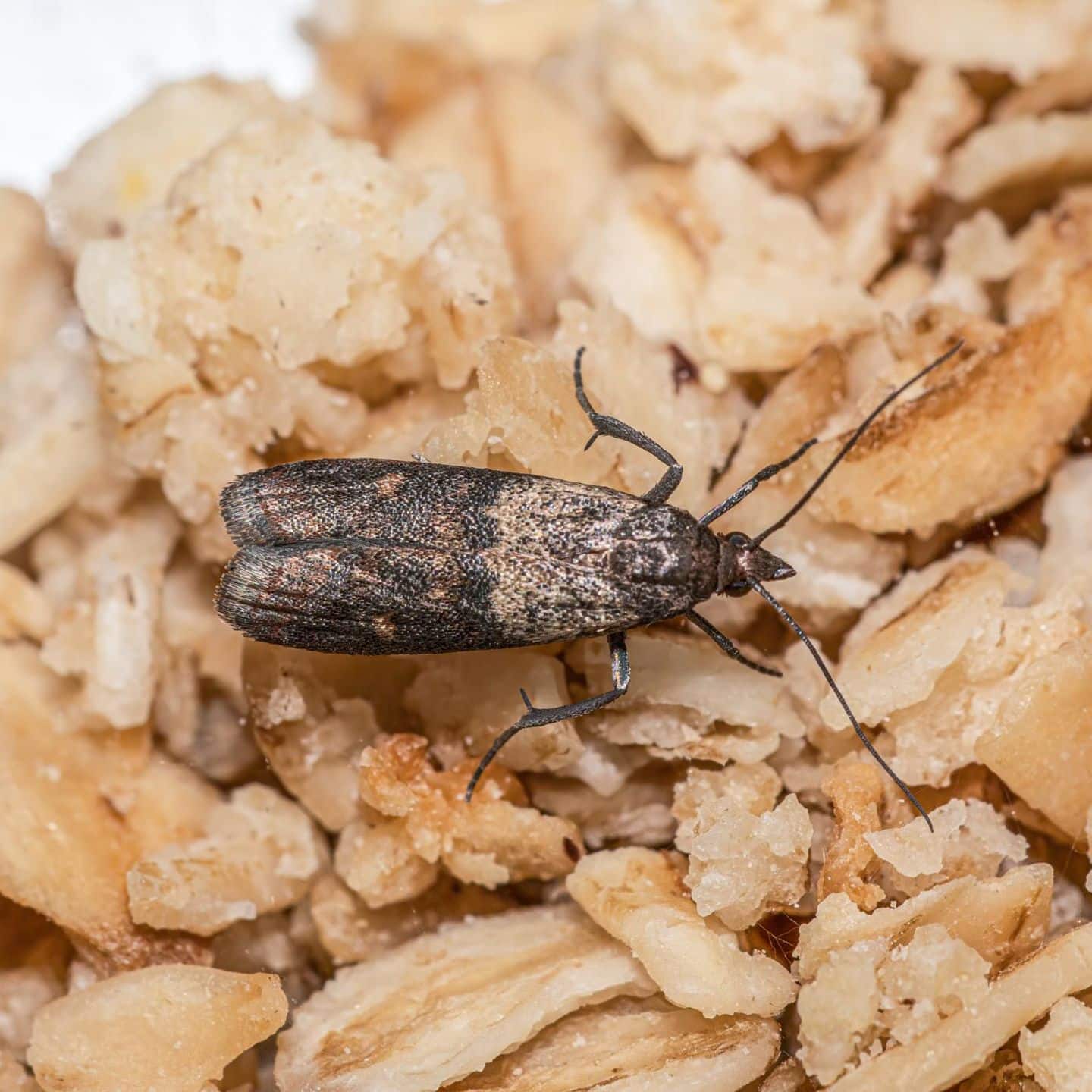 Es genügte, ihn in den Schrank zu legen. Die Motten verschwanden innerhalb weniger Tage aus der Küche.