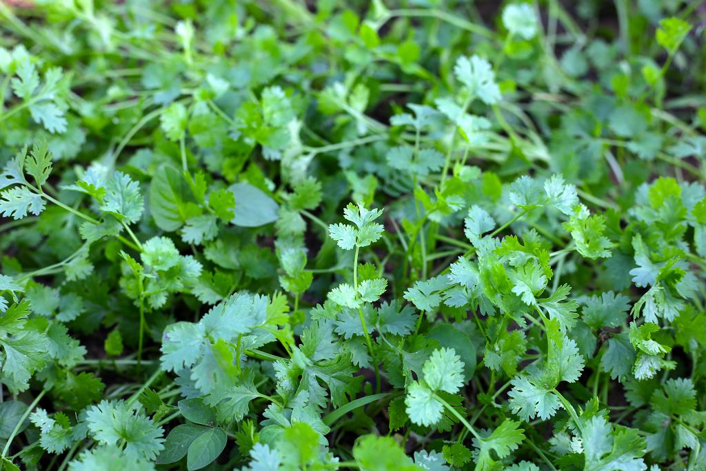 Ersetzt Dill und Petersilie, wächst auf der Fensterbank. Fügen Sie es der Suppe hinzu, es fördert die Verdauung und stärkt das Immunsystem.