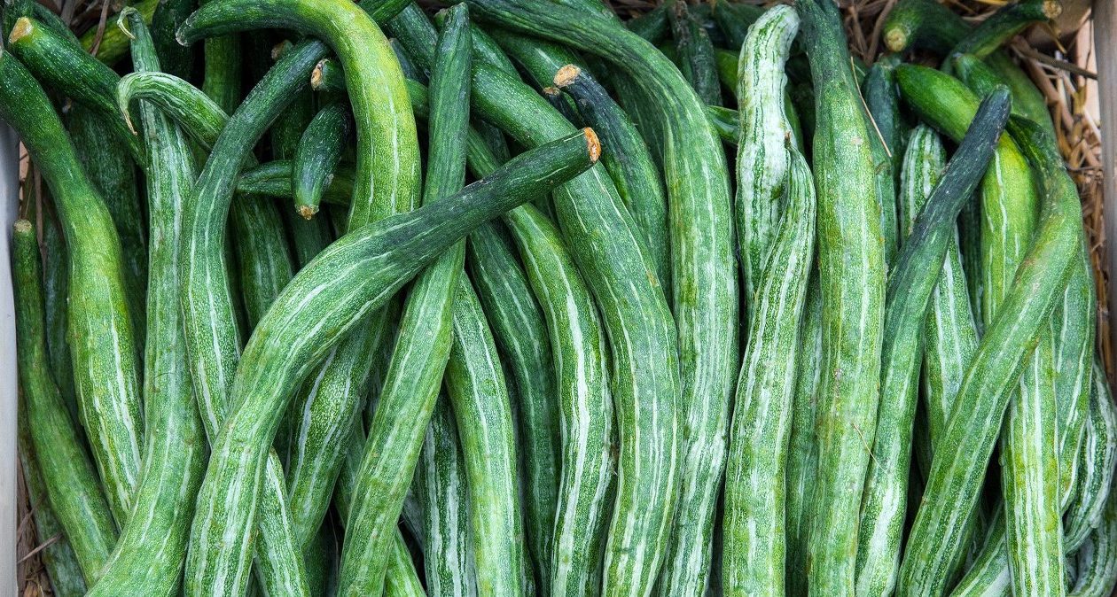 Es hat eine dünne Schale und keine Kerne, aber wir essen es selten. Spendet perfekt Feuchtigkeit und reinigt den Körper von Giftstoffen