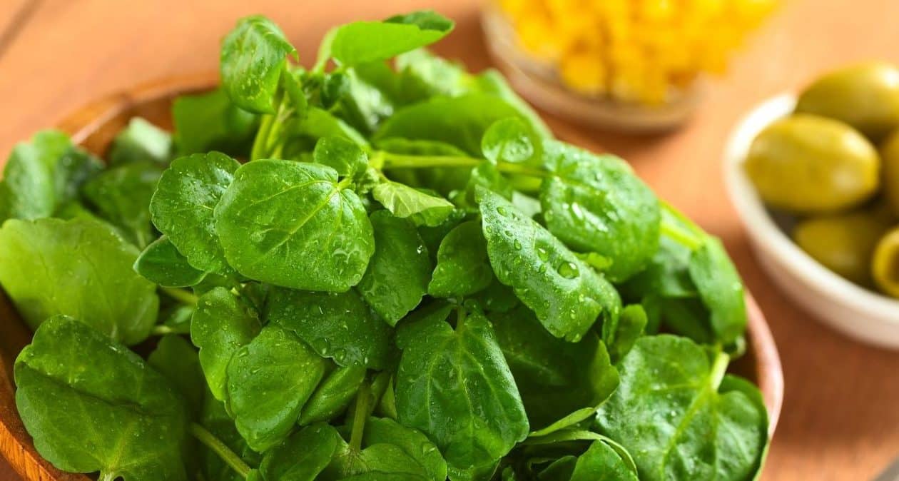 Das gesündeste und am meisten unterschätzte Gemüse. Diabetiker und Senioren sollten damit Sandwiches und Salate zubereiten