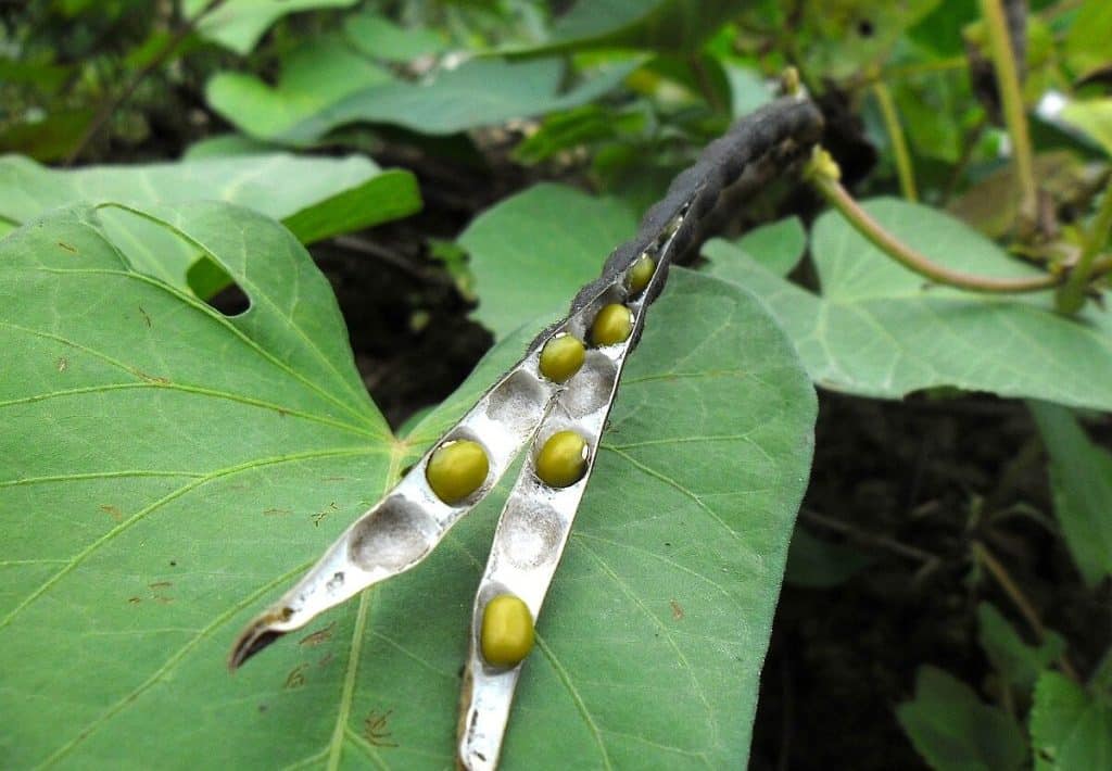 Nejedná se o cizrnu ani hrách, ale je velmi prospěšná pro zdraví. Balzám pro srdce, střeva a kosti